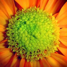 996928_flower_heart_jpg-1274771887