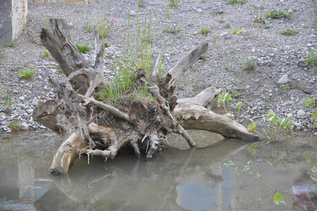 DSC_0153.JPG