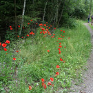 IMG_0388.JPG