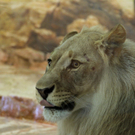 Burgstaller2505201003.jpg