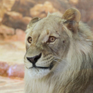 Burgstaller2505201004.jpg