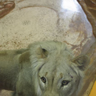 normal_25052010zootaaktivnews_42.jpg