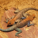 normal_25052010zootaaktivnews_45.jpg