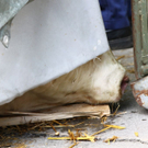 normal_25052010stierfibaktivnews_02.jpg