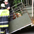 normal_25052010stierfibaktivnews_04.jpg
