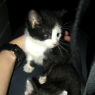 Katzenbabys in Lochau gerettet