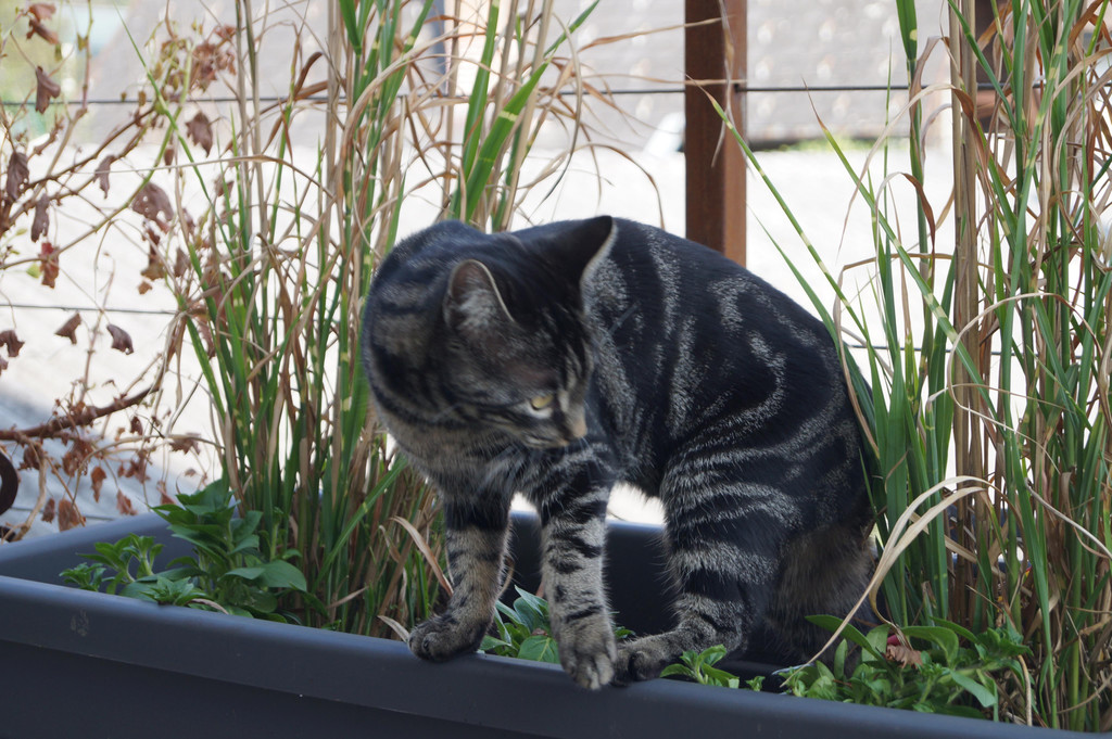 DSC00289.JPG