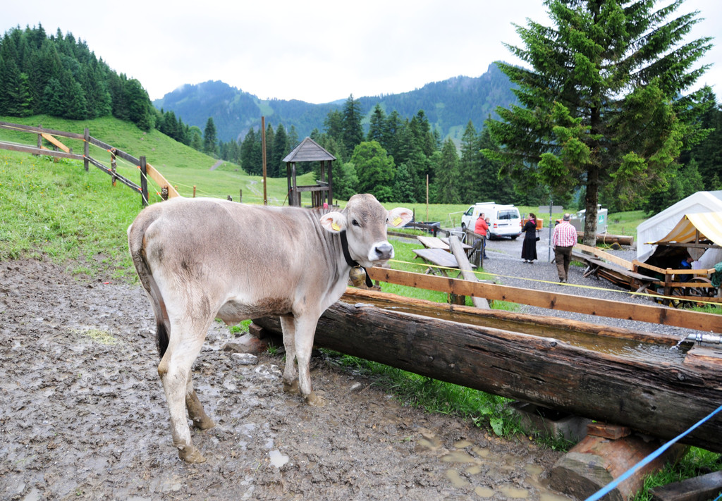 Alpe Sattel 20-06-2015 172.jpg