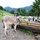 Alpe Sattel 20-06-2015 172.jpg