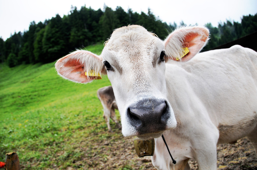 Alpe Sattel 20-06-2015 179.jpg