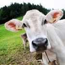 Alpe Sattel 20-06-2015 179.jpg