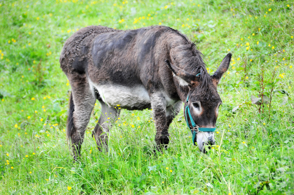 Alpe Sattel 20-06-2015 195.jpg