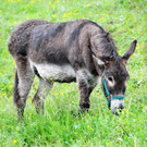 Alpe Sattel 20-06-2015 195.jpg