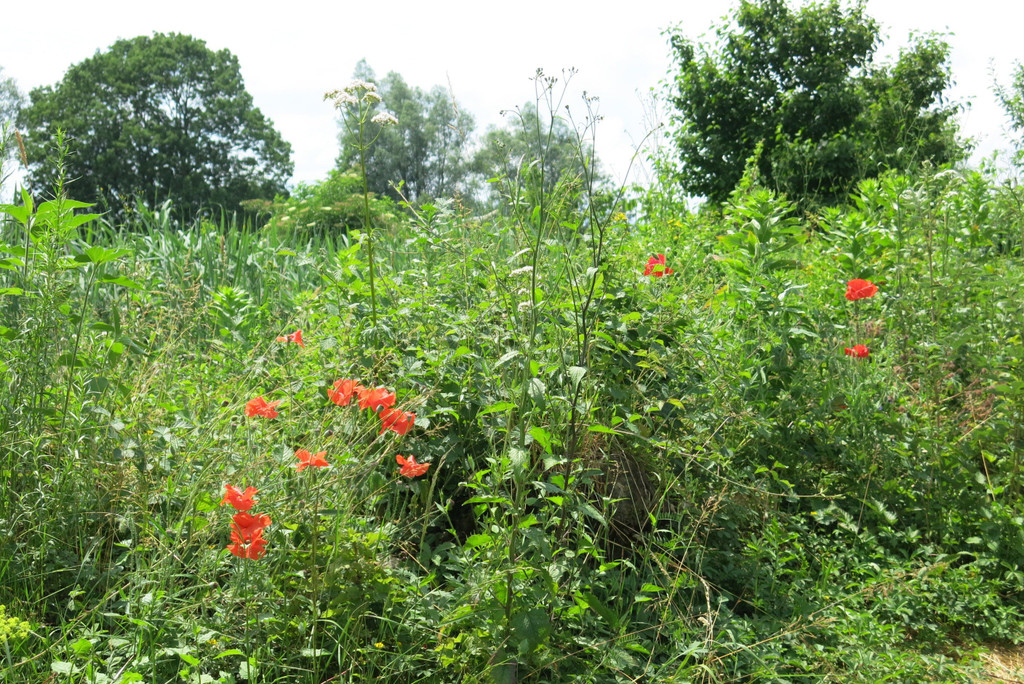 IMG_1556.JPG