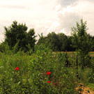 IMG_1560.JPG