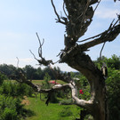 IMG_1710.JPG