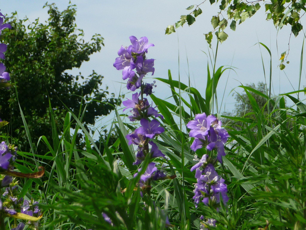 P1250051.JPG
