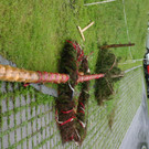 Maibaum versteigerung