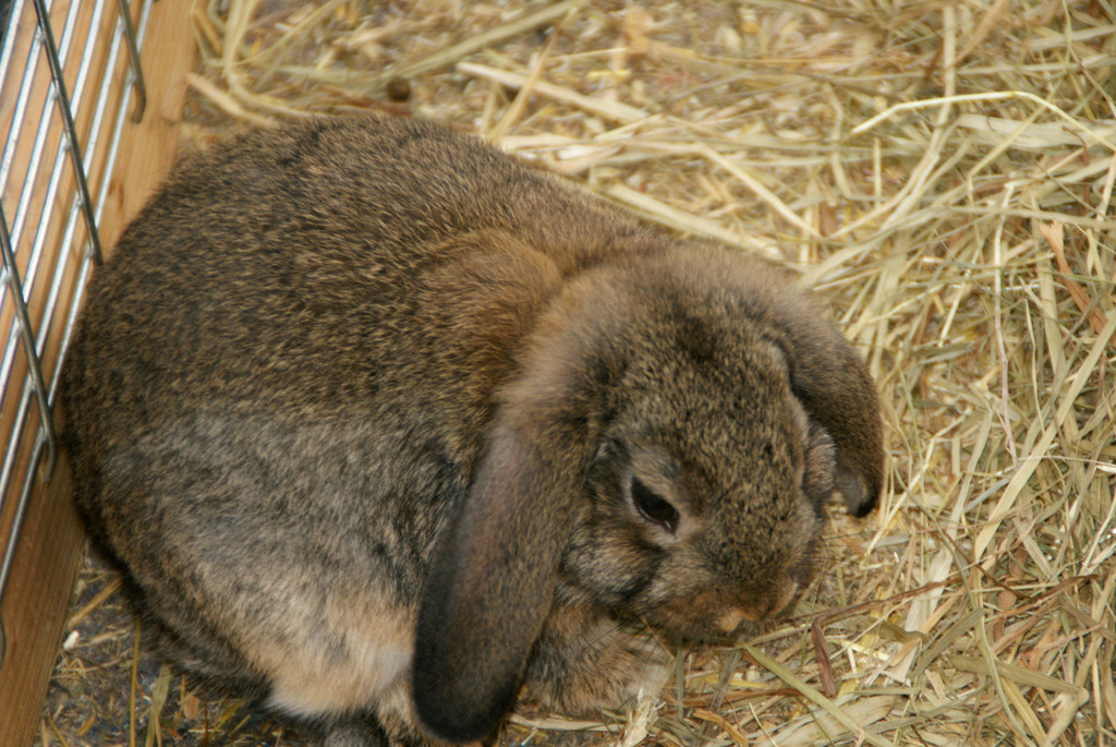 Kuschelhase im Streichelzoo.JPG