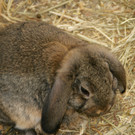 Kuschelhase im Streichelzoo.JPG