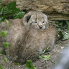 Nachwuchs bei den Luchsen im Tiergarten Schönbrunn