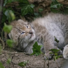 PA_Luchsnachwuchs2.jpg