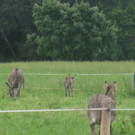 Radausfahrt rund um Lustenau am         22_06_2015    Bild  13.JPG