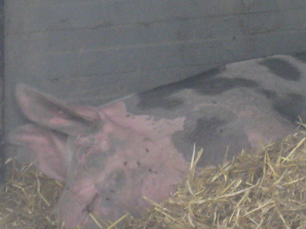 Radausfahrt rund um Lustenau am       22_06_2015    Bild  14.JPG