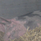 Radausfahrt rund um Lustenau am       22_06_2015    Bild  14.JPG