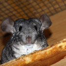 Vier Chinchillas suchen ein Zuhause
