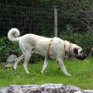 Hund Shakir sucht ein Zuhause