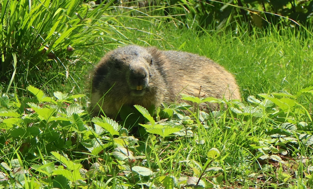 KOE_Wildpark Fruehschoppen 23.jpg