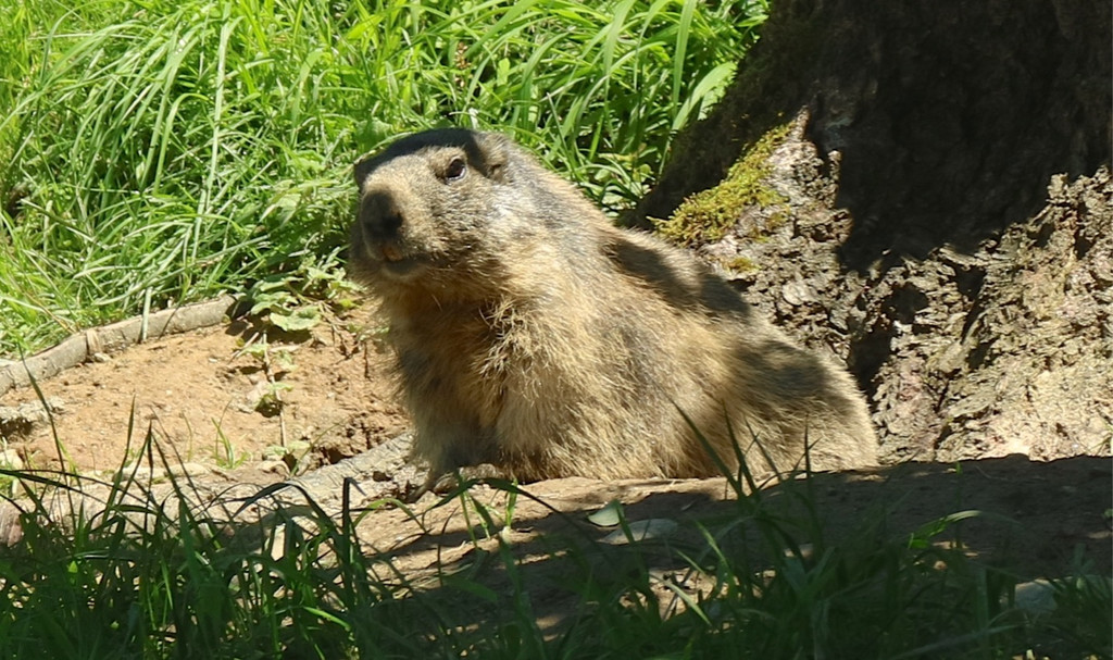 KOE_Wildpark Fruehschoppen 25.jpg