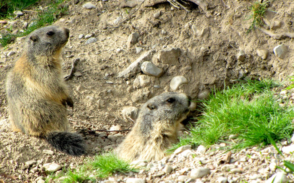 KOE_Wildpark Fruehschoppen 28.jpg