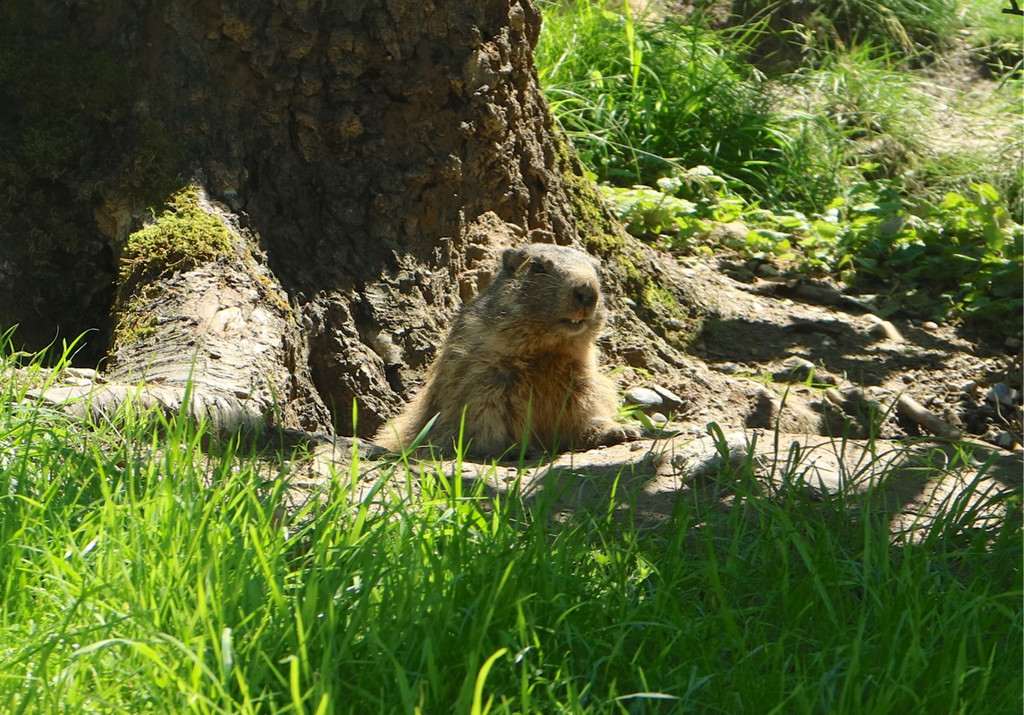 KOE_Wildpark Fruehschoppen 22.jpg