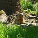KOE_Wildpark Fruehschoppen 22.jpg