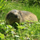 KOE_Wildpark Fruehschoppen 23.jpg