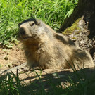 KOE_Wildpark Fruehschoppen 25.jpg