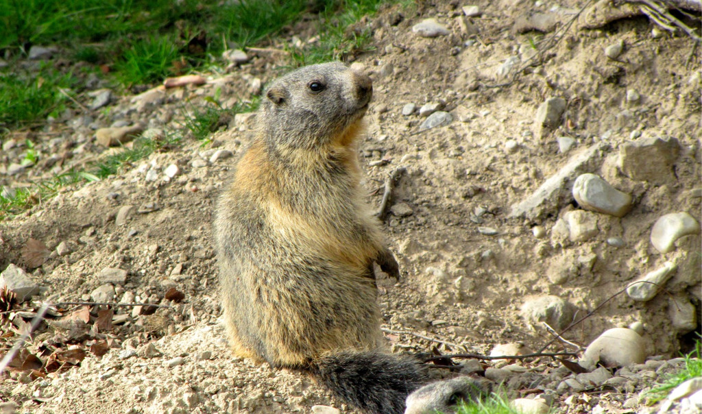 KOE_Wildpark Fruehschoppen 27.jpg