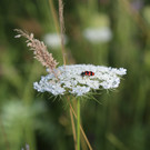 IMG_3651.JPG