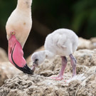 Flamingo-Nachwuchs im Tiergarten Schönbrunn