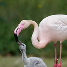 Flamingo_05_TGS_Zupanc.jpg
