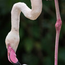 Flamingo_07_TGS_Zupanc.jpg