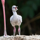 Flamingo_10_TGS_Zupanc.jpg