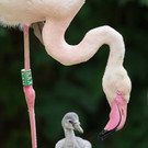Flamingo_12_TGS_Zupanc.jpg