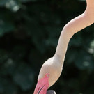 Flamingo_15_TGS_Zupanc.jpg