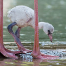 Flamingo_23_TGS_Zupanc.jpg