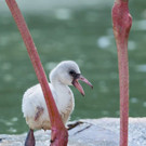 Flamingo_24_TGS_Zupanc.jpg