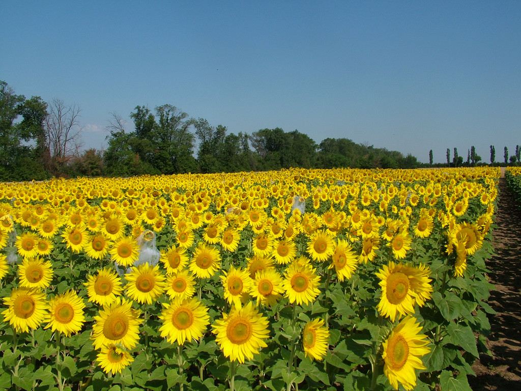 floarea-soarelui_27 _1_.jpg