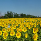 floarea-soarelui_27 _1_.jpg